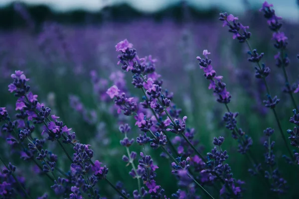 Lavendel auf dem Feld. — Stockfoto