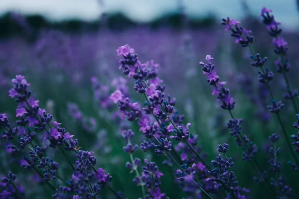 Lavendel auf dem Feld. — Stockfoto