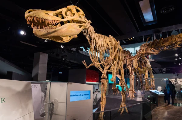 Tarbosaurus iskelet içinde Melbourne Müzesi