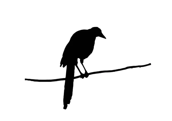 Siluet dari magpies - Stok Vektor