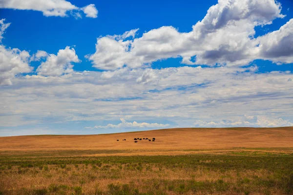 Mandria di bufali — Foto Stock