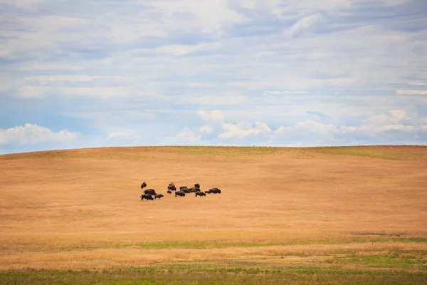 Herd of buffaloes — Stock Photo, Image