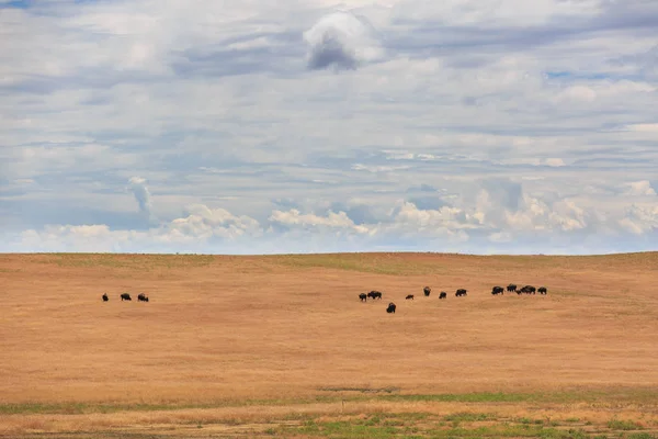 Herd of buffaloes — Stock Photo, Image