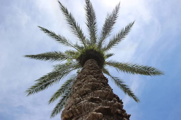 Palmiye ağacı gölge atar