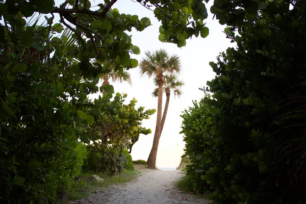 Florida palmiye ağacının görünümlerini