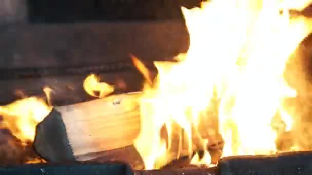 Birch firewood burns — Stock Video