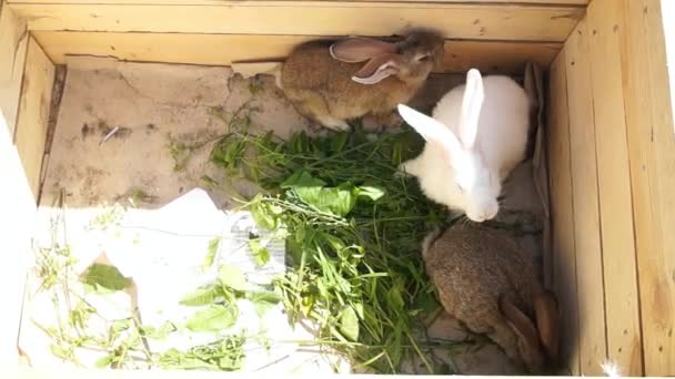 ボックスの草を食べるウサギ — ストック動画