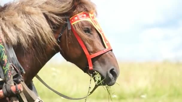 Лошадь в поле, Деревенская лошадь — стоковое видео