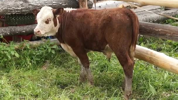 牛犊，俄罗斯的母牛，小牛在牛棚 — 图库视频影像