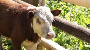 Genç buzağı, Rus inek buzağı bir cowshed içinde