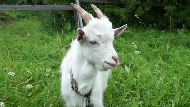 La chèvre mange de l'herbe 