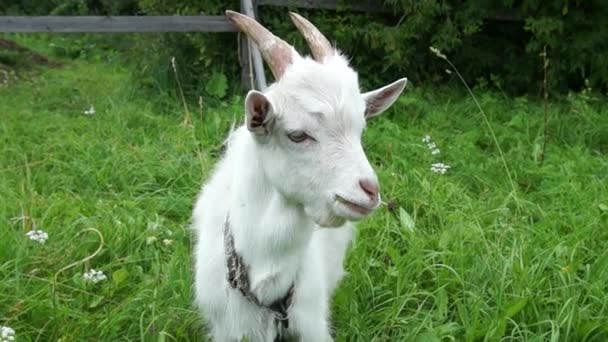 La chèvre mange de l'herbe — Video