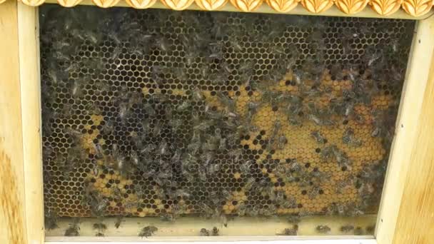 Pszczoły na plastrze miodu — Wideo stockowe