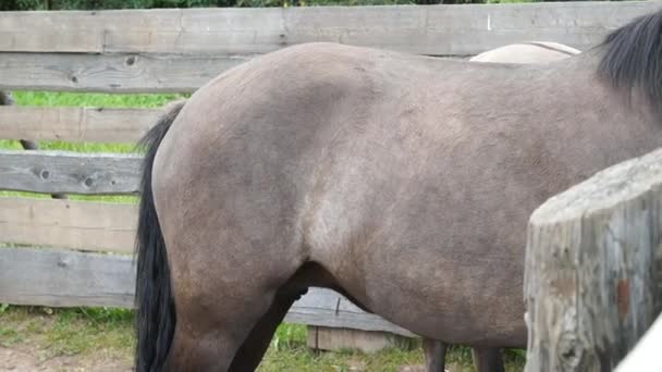 Paard achteraanzicht paarden staart — Stockvideo