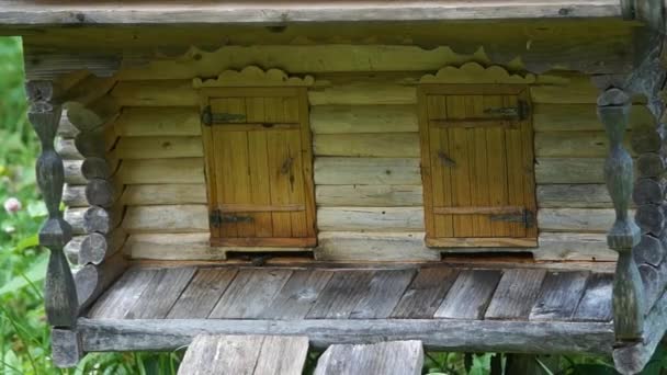 Bees flying in hives in the apiary — Stock Video