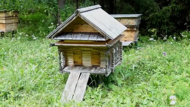 Les abeilles volent dans les ruches dans le rucher — Video