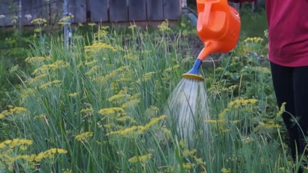 农民浇水大蒜、 洋葱 — 图库视频影像