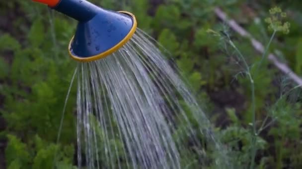 Female farmer pour water on garden vegetables, carrots — Stock Video