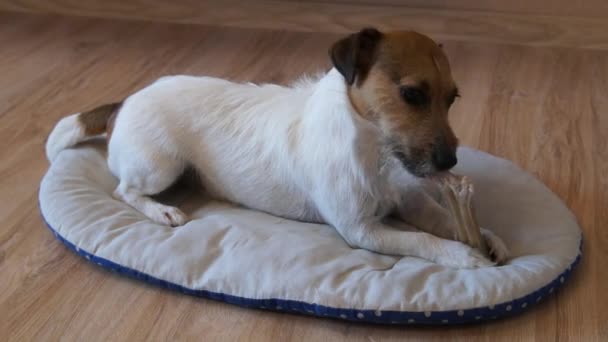 Jack Russell syö luuta, koira syö luuta. — kuvapankkivideo