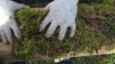 bir oturum açma moss. erkek moss koyar