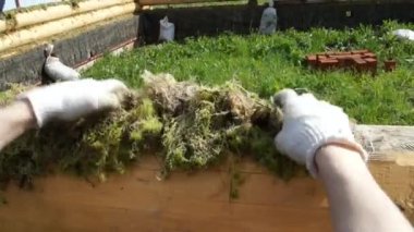 bir oturum açma moss. erkek moss koyar