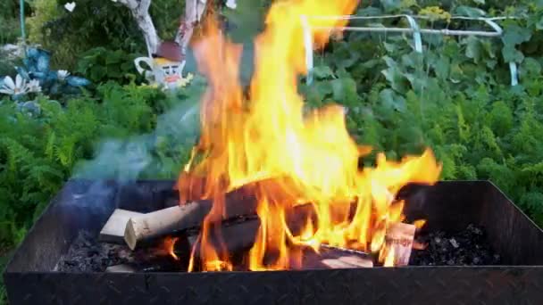 Björk ved brännskador — Stockvideo
