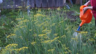 Çiftçi sulama sarımsak, soğan