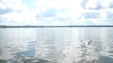 Cruise gemi takip martılar