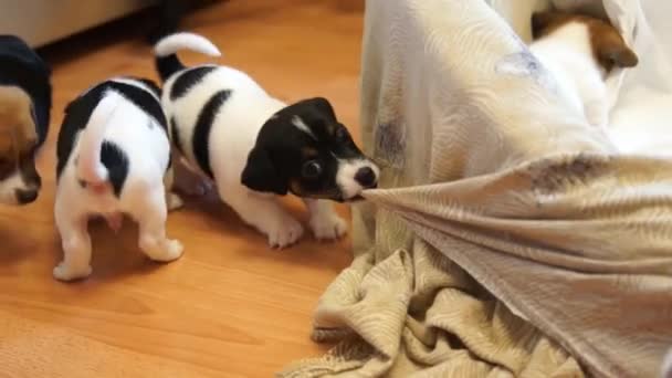 Jack russell terrier pups — Stockvideo