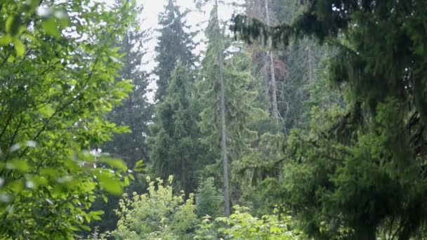 Lluvia en el bosque — Vídeo de stock