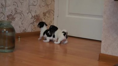 jack Russell terrier yavruları