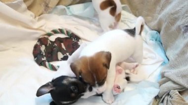 jack Russell terrier yavruları