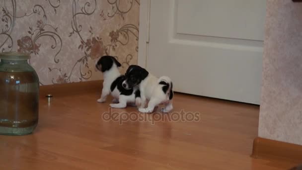 Jack russell terrier pups — Stockvideo