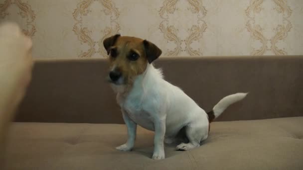 Jack Russell Terrier ejecuta comandos — Vídeo de stock