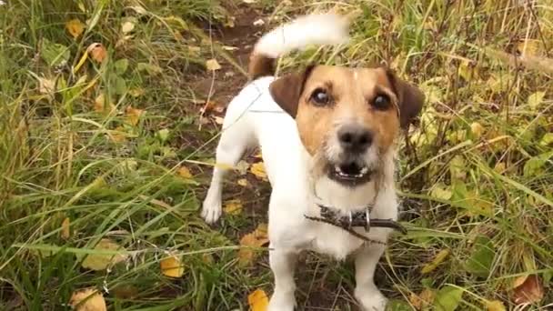 Jack Russell in nature — Stock Video