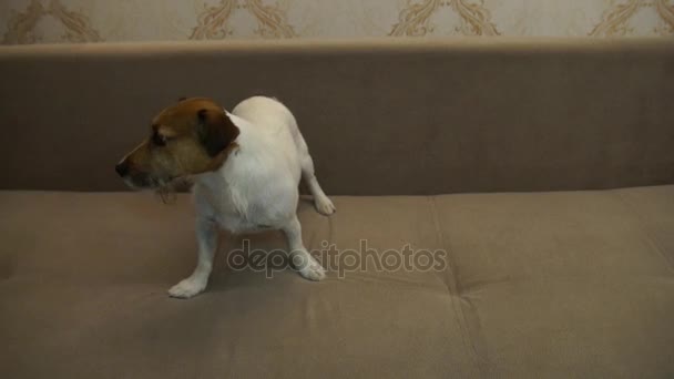 Jack Russell Terrier esegue comandi — Video Stock