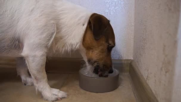 Jack Russell Terrier zjada — Wideo stockowe