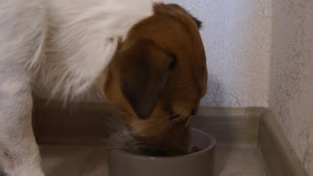 Jack Russell Terriër eet — Stockvideo