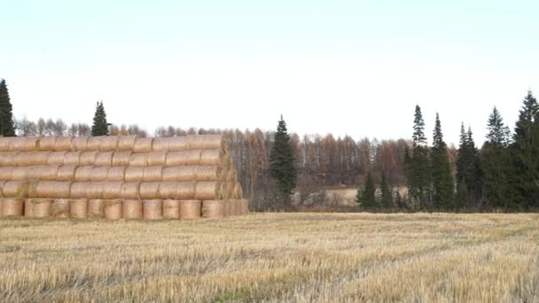 En stack av hö. Höbalar på en äng — Stockvideo