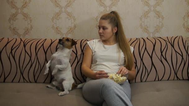 Mujer con perro viendo tv — Vídeo de stock
