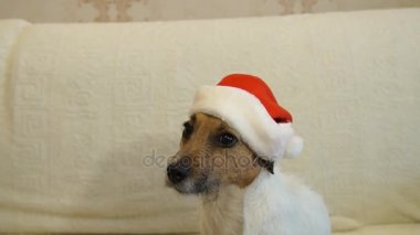 Yeni yıl 2018 video görüntüleri. Köpek 2018 yıl.
