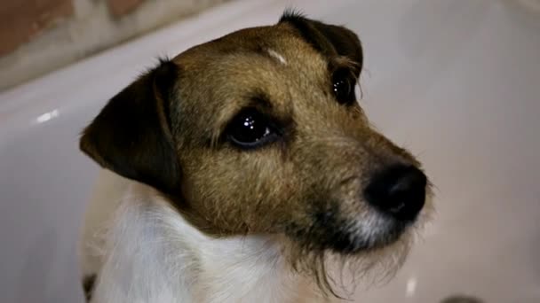 Jack Russell zu Hause — Stockvideo