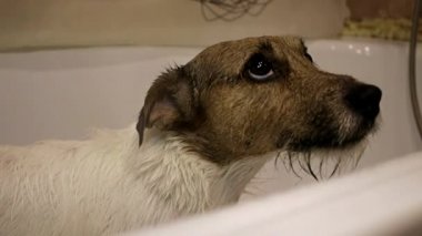 Köpek banyoda. Çamaşır köpek