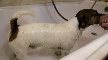 Köpek banyoda. Çamaşır köpek