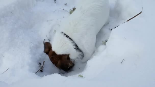 Jack Russell Terrier gräbt ein Loch — Stockvideo