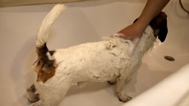 Dog in the bathroom. Washing dog — Stock Video