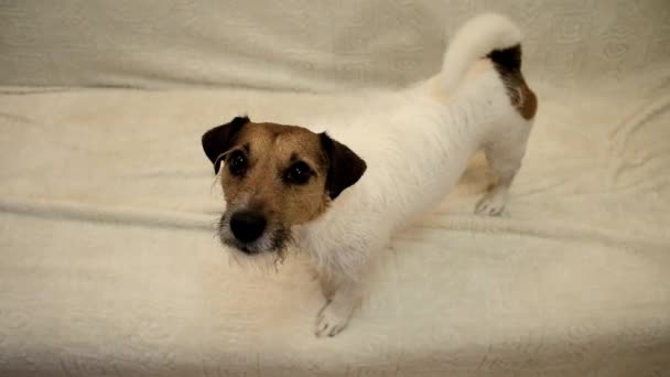 El perro tiembla. Perro sacudiendo el agua — Vídeos de Stock