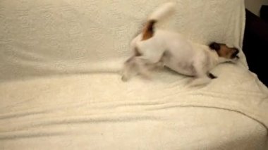 Köpek sallar. Su sallayarak köpek