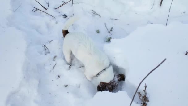 Jack Russell Terrier gräbt ein Loch — Stockvideo
