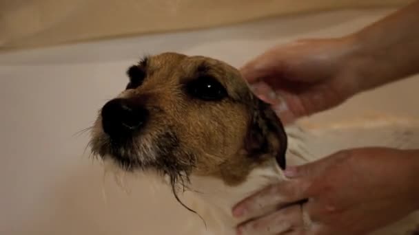 Dog in the bathroom. Washing dog — Stock Video